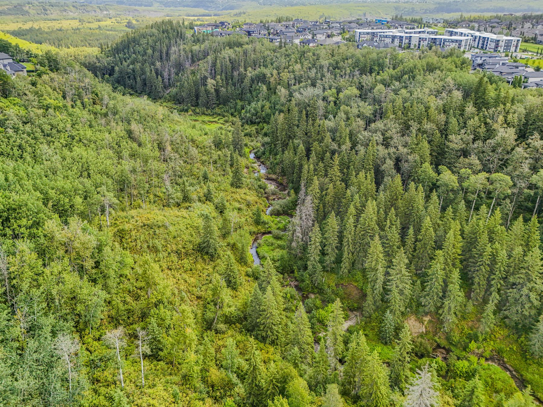 Aerial view of the Wedgwood Creek ravine in high summer, the creek winding through dense woodland along the edge of Wedgewood Heights.