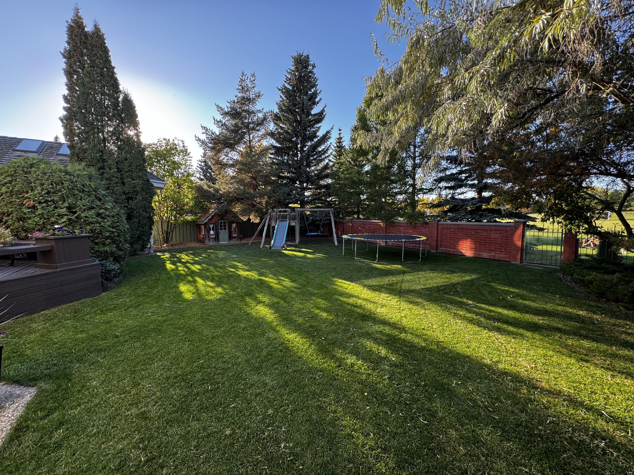 The back lawn at 110 Weaver Drive on a late summer evening, low sun flaring through mature spruce and long shadows across open grass.